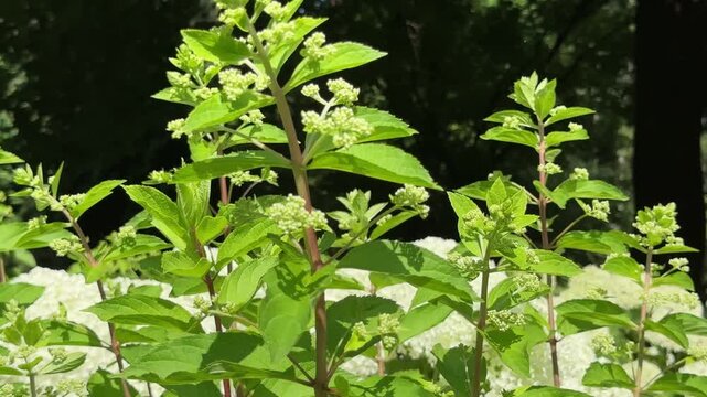 Smooth camera panning along white hydrangea blooms and lush green leaves in sunny botanical park. Blooming Hydrangea arborescens flowers with vibrant summer foliage. Close perspective