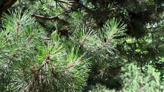 Close up video captures long green needles on branches of mountain pine tree. Pinus mugo evergreen foliage shines under natural daylight in botanical garden. Rich coniferous texture reveals