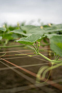 Young pumpkin plant growing on a trellis in a vegetable garden farm field.