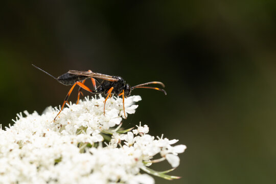 female Acroricnus stylator, a cryptine wasp species, perching on a white European wild carrot (Daucus carota), found in S&uuml;dheide in Lower Saxony, Germany
