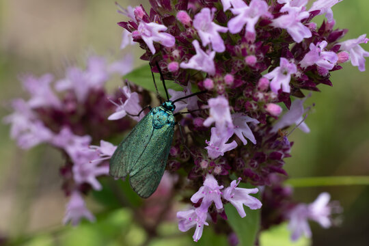 green forester (Adscita statices) perches on Oregano or wild marjoram (Origanum vulgare), found in S&uuml;dheide in Lower Saxony, Germany