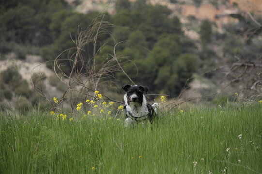 perro
