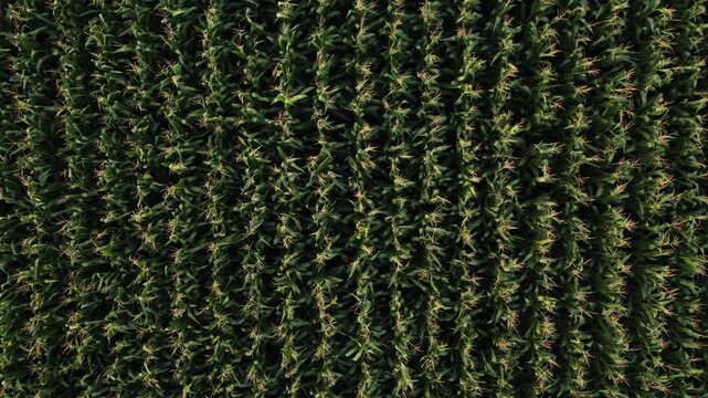 Drone flying over a cornfield with green plants growing in straight rows, revealing an agricultural top-down texture