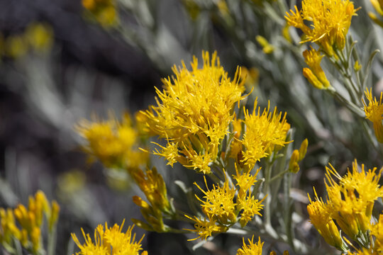 Rubber Rabbitbrush Wildflowers at Lassen Volcanic National Park