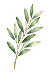 Fototapeta premium Watercolor Olive Branch with Slender Green Leaves