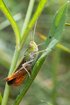 male stripe-winged grasshopper (Stenobothrus lineatus) found in S&uuml;dheide in Lower Saxony, Germany