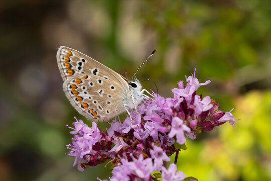  european common blue (polyommatus icarus) perches on Oregano or wild marjoram (Origanum vulgare), found in S&uuml;dheide in Lower Saxony, Germany