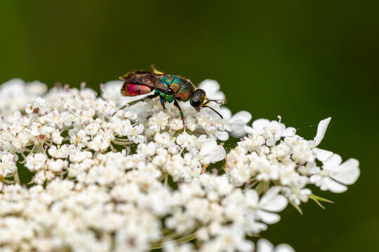 hedychrum rutilans belonging to cuckoo wasp is a cleptoparasitic living wasp, perching on  a white European wild carrot (Daucus carota), found in S&uuml;dheide in Lower Saxony, Germany