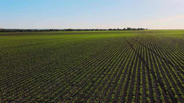 Aerial view of a green cornfield with straight rows of young sprouts. Beautiful agricultural landscape under a clear blue sky