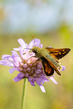 silver-spotted skipper or common branded skipper (hesperia comma) perching on a pink widow flower blossom, found in S&uuml;dheide in Lower Saxony, Germany