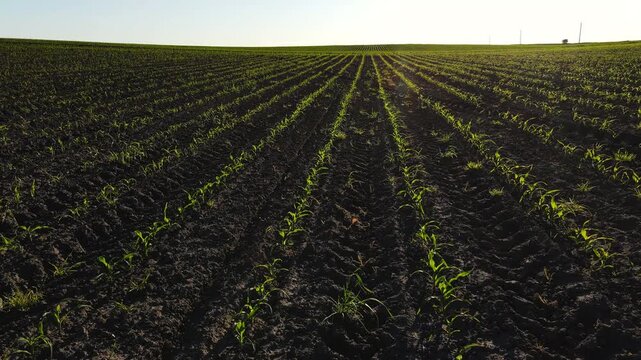 Aerial shot of a spring cornfield with young green shoots growing in rows on a beautiful farm land at sunset