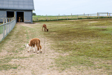 Naklejka premium Young Alpacas Grazing Near a Barn in a Rural Paddock