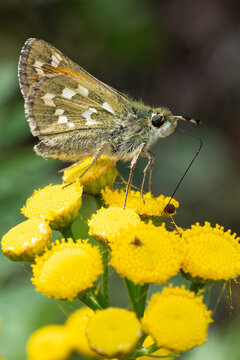silver-spotted skipper (hesperia comma) perching on Tansy (Tanacetum vulgare), found in S&uuml;dheide in Lower Saxony, Germany