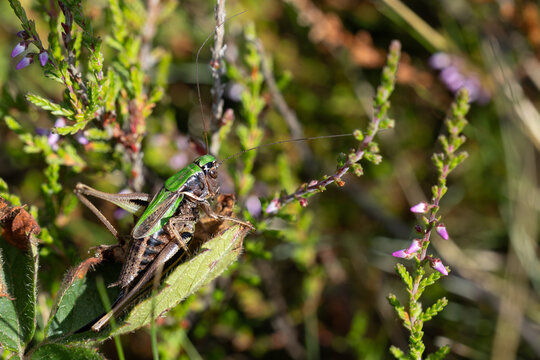 female bog bush cricket (metrioptera brachyptera) perching on Calluna or common heather (Calluna vulgaris), found in S&uuml;dheide in Lower Saxony, Germany