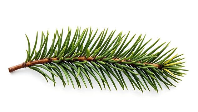 Fresh green pine tree branch with sharp needles isolated for christmas and winter holiday decor