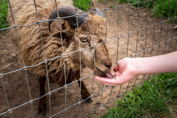 Horned Brown Ram Eating From a Hand Through a Wire Fence © STOATPHOTO