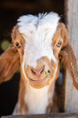 Close-up portrait of a domestic goat in Middle Atlas Mountains Morocco © Mourad Ait Mouhatta