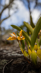 orquídea na natureza © Fagner Martins