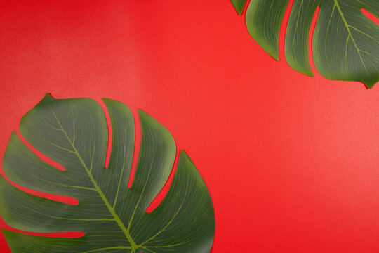 Monstera leaves creating tropical border on red background