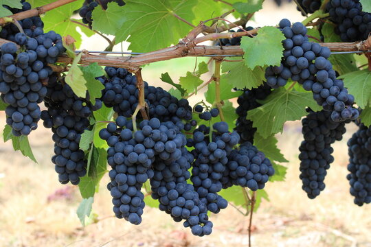 Vineyard Willamette Valley