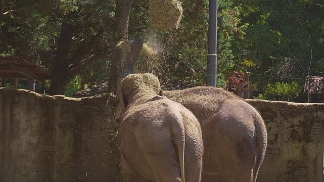 Two elephants seen from behind, as one of them extends its trunk toward a basket from which it pulls out a handful of straw, which it then skillfully rolls up with its trunk before eating it