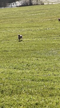 Two dogs running in a green field