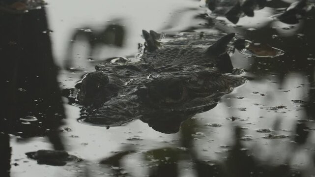 Crocodile floating with its head above the dark, murky water of a swamp in puerto escondido
