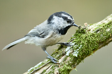 Small mountain chickadee on a branch. © Gregory Johnston