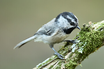 Mountain chickadee perched on a branch. © Gregory Johnston