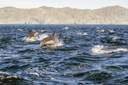 View of common dolphins leaping from the water in Magdalena Bay with coastal mountains in the background, Mexico.