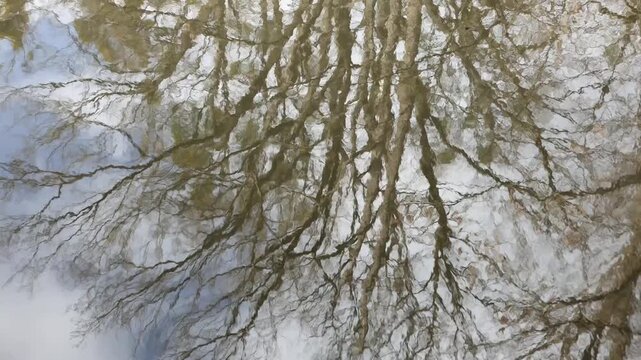 Reflection of bare trees and branches on rippling water surface in daylight with soft natural light