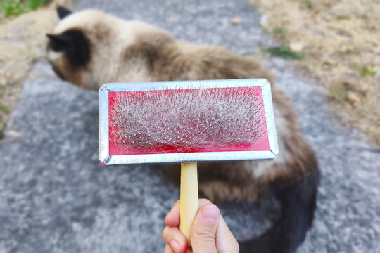 A close-up of a cat slicker brush with residual hair after brushing. Pet grooming, shedding, gentle pet grooming, and gentle outdoor grooming.