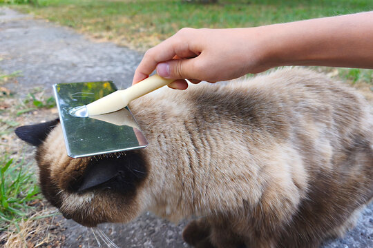 The process of brushing a cat with a slicker brush outdoors. Pet grooming, shedding, gentle pet care, and gentle grooming