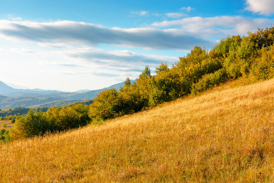 mountain meadow in evening light. countryside autumn landscape with valley behind the forest in yellowish foliage on the grassy hill. fluffy clouds on a bright blue sky