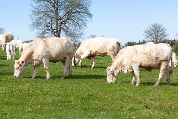 Herd of white Charolais beef cattle, cows and calves grazing in a lush green pasture, meat production © gozzoli