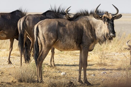 Wildebeests (Connochaetes), Etosha National Park, Namibia