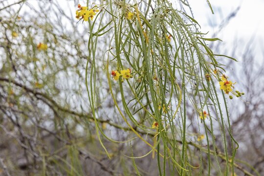 Jerusalemsdorn (Parkinsonia aculeata), San Cristobal, Galapagos, Ecuador