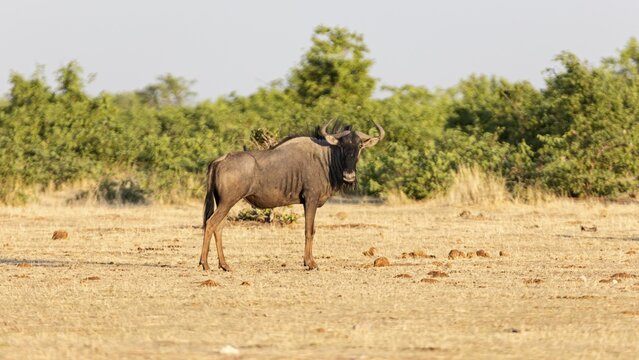 Wildebeest (Connochaetes), Etosha National Park, Namibia