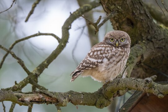 Little Owl (Athene noctua), Goldenstedt, Lower Saxony, Germany