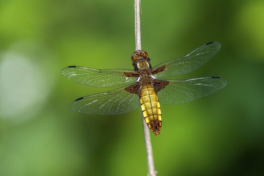 Common Skimmer (Libellula depressa), dragonfly, Wildeshausen, Lower Saxony, Germany