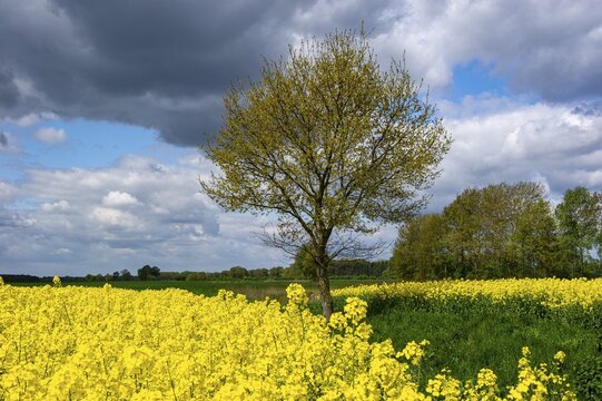 Baum am rape field, Goldenstedt, Lower Saxony, Germany