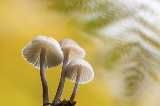 Lilac bonnet (Mycena pura), Feldberg Lake District, Mecklenburg-Western Pomerania, Germany