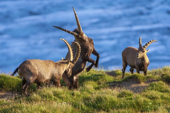 Alpine ibex (Capra ibex), Heiligenblut am Gro&szlig;glockner, Carinthia, Austria