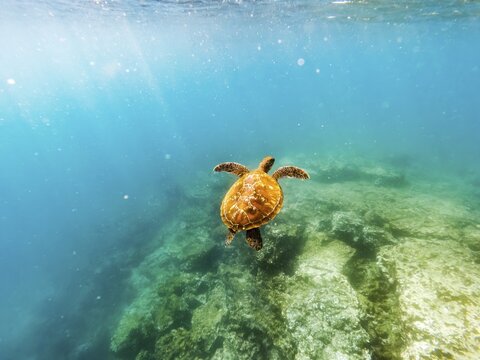 Green turtle (Chelonia mydas), underwater, Galapagos, Ecuador
