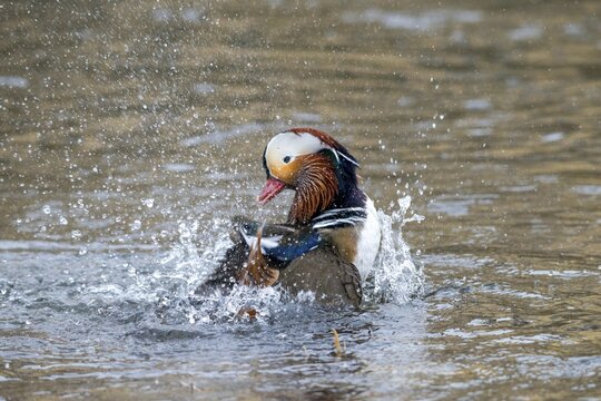 Aix galericulata, mandarin, mandarin duck, anatidae, bath, birds, ducks, ducks, ducks, ducks, male, birds, waterbirds, waterbirds
