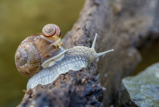 Burgundy snail, banded snails, cepaea, cepaea nemoralis, grove snail, hornworm snail, helicidae, helix pomatia, roman snail, snails, black-mouthed snail, vineyard snail, gastropod, mollusca, snails, snails, molluscs