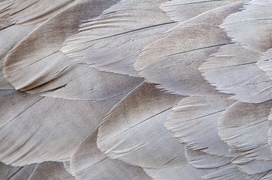 Crane (Grus grus), plumage, feathers, F&aring;gelsj&ouml;, G&auml;vleborg County, Sweden