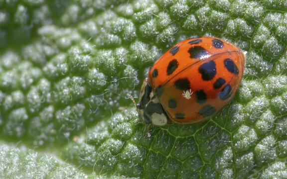Asian ladybeetle, Asian ladybug, coccinellidae, coccinellinae, harlequin ladybug, harmonia axyridis, ladybug, beetle, coleoptera, harlequin, insects, beetles, multicolored Asian
