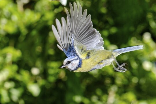 Blue Tit (Cyanistes caeruleus) in flight, Vechta, Lower Saxony, Germany