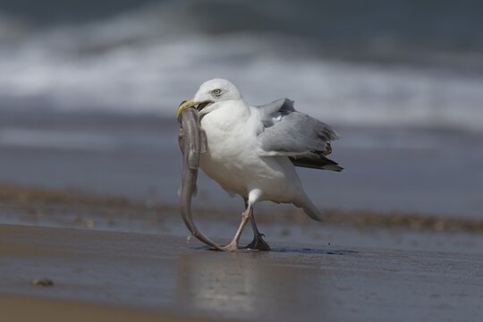 Herring gull (Larus argentatus) adult seagull bird eating a dogfish fish for food on a seaside beach, England, United Kingdom